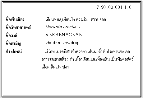 กล่องข้อความ: 7-50100-001-110 ชื่อพื้นเมือง : เทียนหยด,เทียนไข,พวงม่วง, สาวบ่อลด ชื่อวิทยาศาสตร์ : Duranta erecta L. ชื่อวงศ์ : VERBENACEAE ชื่อสามัญ : Golden Dewdrop ประโยชน์ : มีโทษ เมล็ดมีสารจำพวกซาโปนิน ถ้ารับประทานจะเกิดอาการระคายเคือง ทำให้อาเจียนและท้องเดิน เป็นพิษต่อสัตว์เลือดเย็นเช่น ปลา